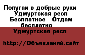 Попугай в добрые руки - Удмуртская респ. Бесплатное » Отдам бесплатно   . Удмуртская респ.